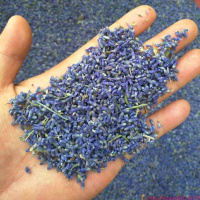 新疆天然薰衣草干花粒填充枕头香包精油原料助眠新花散装一斤