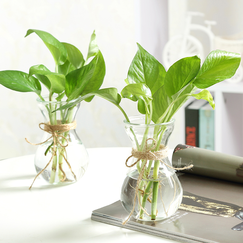玻璃花瓶透明水培植物绿萝风信子花瓶办公室内桌面简约创意插花瓶