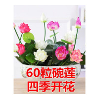 30粒混色碗莲种子水培植物睡莲荷花种子室内四季盆栽绿植花卉