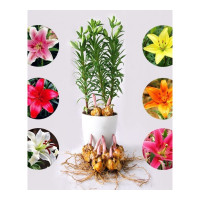 【四季开花】香水百合花盆栽百合种球百合种子花卉室内外盆栽绿植