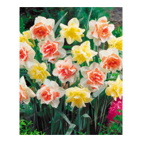 荷兰水仙16个+盆+液+菌】水仙花种球水培室内花卉盆栽水养绿植物