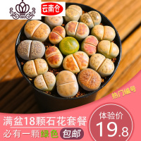 封后云南直发生石花整盆多肉植物组合盆栽石头花屁股花屁屁花含盆含土