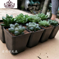 封后多肉植物 玉露姬寿组合 姬玉露等8个品种18.8 新手套餐 原盆原土盆栽