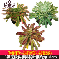 封后花火花红I 多肉植物法师老桩多肉三仙红覆轮锦嘉年华翡翠冰花卉绿植盆栽