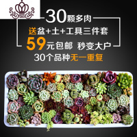 封后多肉植物30颗多肉组合盆栽含花盆带土新手套餐肉嘟嘟室内