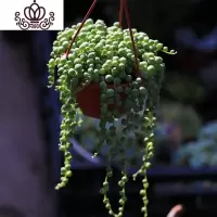 封后佛珠多肉植物藤本垂吊大群带盆土发货梦想花园肉肉室内绿植盆栽花