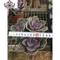 封后紫珍珠老桩多肉植物云南露品萌肉室内庭院创意绿植单盆