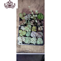 封后多肉植物颗群生整群多肉新手福利框卖详情接受所有厂家挑战看详情花卉绿植盆栽