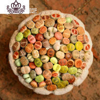 封后南非混生石花多肉植物整盆新手套餐室内好养彩色石头屁屁花PP B1套餐10颗南非混(1-1.2CM) 裸根花卉绿植盆栽