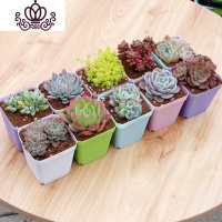 封后多肉植物含盆带土新款多肉组合盆栽套餐肉肉植物整箱桌面绿植盆栽 随机10棵不重样带盆带土 含盆