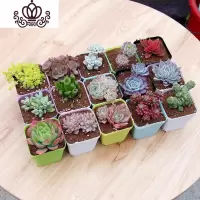 封后多肉植物含盆带土新款多肉组合盆栽套餐肉肉植物整箱桌面绿植盆栽 随机15棵不重样带盆带土 含盆