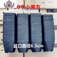 封后景天类多肉头苗套餐新款20-30个品种80棵无根小植物发根快 20-30个品种100棵 不含盆盆栽