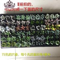 封后景天类多肉头苗套餐新款20-30个品种80棵无根小植物发根快 20棵吉娃娃 不含盆盆栽