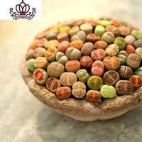 封后南非混生石花多肉植物整盆新手套餐室内好养彩色石头屁屁花PP A2套餐20颗生石花(0.7-0.9CM) 花卉绿植盆栽