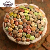 封后(FENGHOU)封后南非混生石花多肉植物整盆新手套餐室内好养彩色石头屁屁花PP A3套餐50颗生石花(花卉绿植盆栽