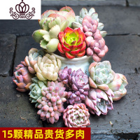 封后50颗多肉植物新手套餐多肉植物组合盆栽多肉花肉肉室内品种多 15颗云南精品多肉颜值担当 裸根不带土