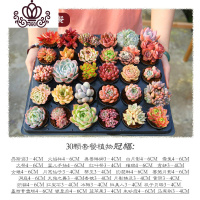 封后云南直发多肉植物组合新手套餐肉肉植物室内花卉盆栽不含多肉花盆 30颗多肉植物套餐(30颗不同品种) 不含盆