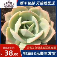 封后云裳园艺超大白凤老桩果冻色多肉植物 肉肉植物桌面盆栽多肉