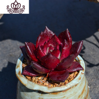 封后室内血罗罗宾乌木云南露养多肉花植物组合盆栽超萌肉肉