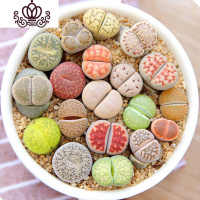 封后屁股花 普货进口多肉植物屁股花 混合生石花苗 石生花花卉绿植盆栽