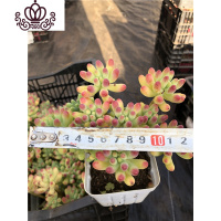 封后果冻乙女心群生老桩云南多肉植物组合盆栽超萌肉肉新款