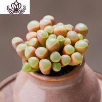 封后五十铃玉新款多肉植物稀有品种罕见肉肉群生多头贵货老桩盆栽