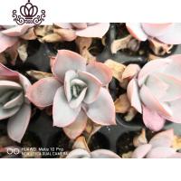 封后(FENGHOU)封后多肉植物 广寒宫 5颗3cm 9.9花卉绿植盆栽