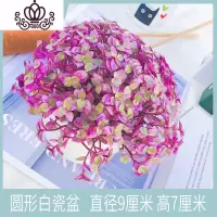 封后肉肉新款爆盆多肉植物油画婚礼吊兰锦花卉组合盆栽含盆 圆形白瓷盆+胭脂云 带盆栽好