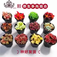 封后多肉植物一整箱含盆带土新手套餐组合盆栽套装萌肉肉植物 12颗群生多肉:随机不同品种 带盆栽好