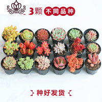 封后多肉植物一整箱含盆带土新手套餐组合盆栽套装萌肉肉植物 18颗随机不同品种:送毛刷 带盆栽好