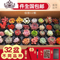 封后多肉植物一整箱含盆带土新手套餐组合盆栽套装萌肉肉植物 32颗随机不同品种:送毛刷+1土+托盘 带盆栽好