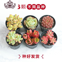 封后多肉植物一整箱含盆带土新手套餐组合盆栽套装萌肉肉植物 6颗随机不同品种 带盆栽好