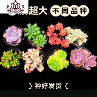 封后多肉植物一整箱含盆带土新手套餐组合盆栽套装萌肉肉植物 8颗大尺寸多肉随机不同品种:送毛刷 带盆栽好