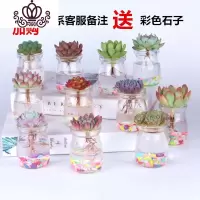 封后水培多肉植物组合盆栽多肉花植物论斤肉肉植物超萌多肉含盆 随机4颗多肉+4个瓶子(收藏加购送彩色石子) 含盆