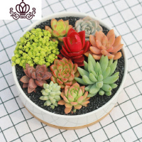 封后多肉植物种植肉肉植物绿植花卉盆栽多肉植物新款 肉嘟嘟 室内植物 9颗多肉含[陶瓷圆盆含托]含土 裸根不带土