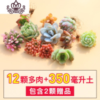 封后多肉植物种植肉肉植物绿植花卉盆栽多肉植物新款 肉嘟嘟 室内植物 套餐A随机12颗+350土 裸根不带土