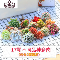 封后多肉植物种植肉肉植物绿植花卉盆栽多肉植物新款 肉嘟嘟 室内植物 套餐C随机17颗不含盆不含土 裸根不带土