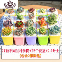 封后多肉植物种植肉肉植物绿植花卉盆栽多肉植物新款 肉嘟嘟 室内植物 套餐F27颗多肉不同品种+25盆+土 裸根不带土