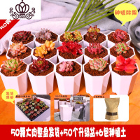 封后多肉植物肉肉植物组合小盆栽论斤卖室内稀有多肉套餐多肉植物新款 50颗多肉(送盆送土)[新手推荐] 不含盆