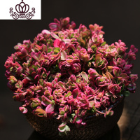 封后多肉植物蜡牡丹大株老桩多头肉肉花卉绿植 梦想花园蒂亚紫乐 太阳花锦[大株群生多头16cm左右] 不含盆