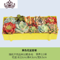 封后多肉植物种植肉肉植物绿植花卉盆栽多肉植物新款 肉嘟嘟 室内植物 10颗随机含[黄长盆]含土 裸根不带土