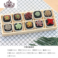 封后多肉植物种植肉肉植物绿植花卉盆栽多肉植物新款 肉嘟嘟 室内植物 10颗多肉含盆含木托含土 裸根不带土