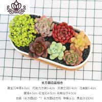 封后多肉植物种植肉肉植物绿植花卉盆栽多肉植物新款 肉嘟嘟 室内植物 7颗多肉[椭圆陶瓷含托]含土 裸根不带土