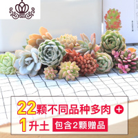 封后多肉植物种植肉肉植物绿植花卉盆栽多肉植物新款 肉嘟嘟 室内植物 套餐E2随机22颗+1升营养土 裸根不带土