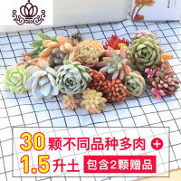 封后多肉植物种植肉肉植物绿植花卉盆栽多肉植物新款 肉嘟嘟 室内植物 套餐K随机30颗+1.5升营养土 裸根不带土