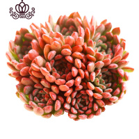 封后长生容易爆盆的多肉植物批发植物多肉植物组合盆栽稀有巨型多肉 红宝石爆盆群生 带盆栽好