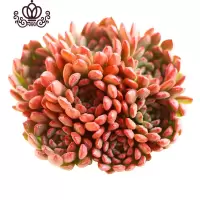 封后长生容易爆盆的多肉植物批发植物多肉植物组合盆栽稀有巨型多肉 红宝石爆盆群生 带盆栽好