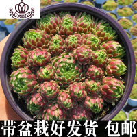 封后长生容易爆盆的多肉植物批发植物多肉植物组合盆栽稀有巨型多肉 草莓卷娟爆盆群生(现在偏绿,晒太阳变红) 带盆栽好
