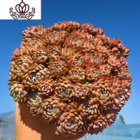 封后长生容易爆盆的多肉植物批发植物多肉植物组合盆栽稀有巨型多肉 莱恩精灵爆盆群生 带盆栽好