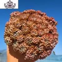 封后长生容易爆盆的多肉植物批发植物多肉植物组合盆栽稀有巨型多肉 莱恩精灵爆盆群生 带盆栽好